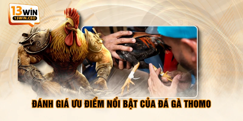 Ưu Điểm Đá Gà Thomo Trực Tuyến Và Các Quy Định Đặt Cược - ovixo.vip