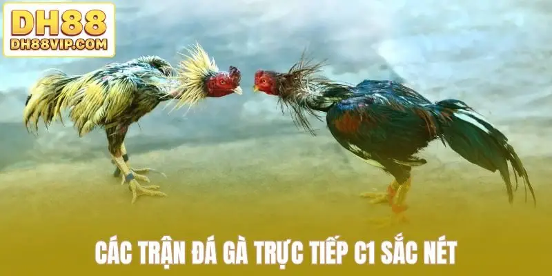 Trực Tiếp Đá Gà C1 Tái Hiện Trọn Vẹn Đấu Trường Lớn Tại DH88 - ovixo.vip