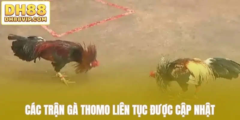 Live Đá Gà Thomo Sắc Nét - Những Trận Đấu Kịch Tính Tại DH88 - ovixo.vip
