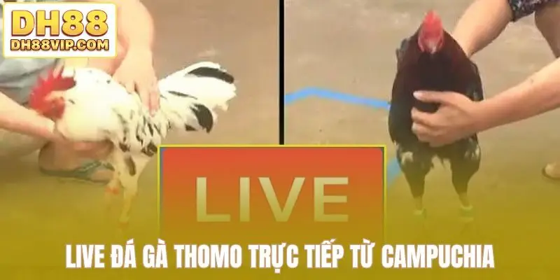 Live Đá Gà Thomo Sắc Nét - Những Trận Đấu Kịch Tính Tại DH88 - ovixo.vip
