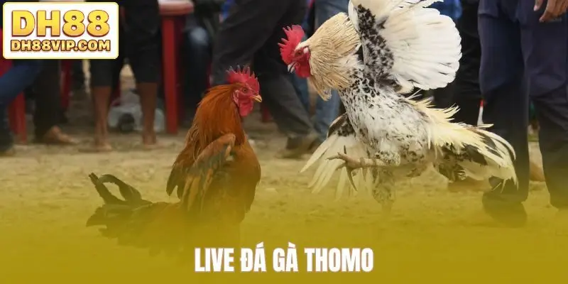Luật Đá Gà Cựa Dao - Hướng Dẫn Đầy Đủ Từ Chọn Cựa Đến Kèo Đá - ovixo.vip