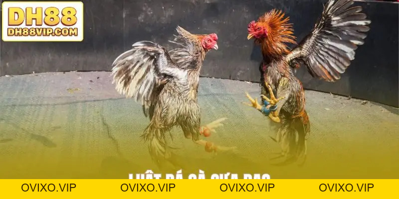 Live Đá Gà Thomo Sắc Nét - Những Trận Đấu Kịch Tính Tại DH88 - ovixo.vip