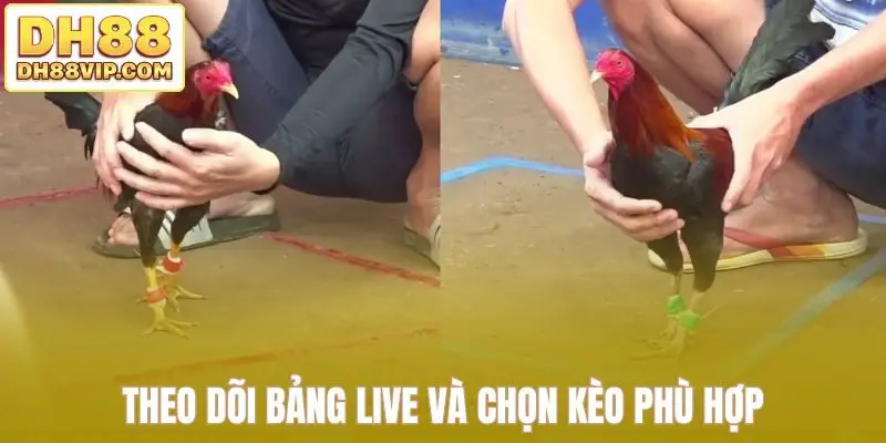 Live Đá Gà Thomo Sắc Nét - Những Trận Đấu Kịch Tính Tại DH88 - ovixo.vip