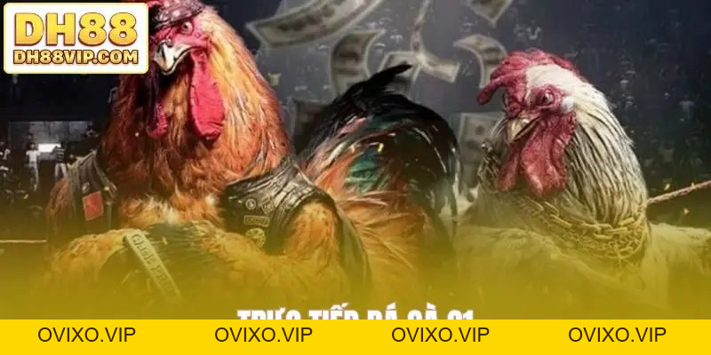 Luật Đá Gà Cựa Dao - Hướng Dẫn Đầy Đủ Từ Chọn Cựa Đến Kèo Đá - ovixo.vip